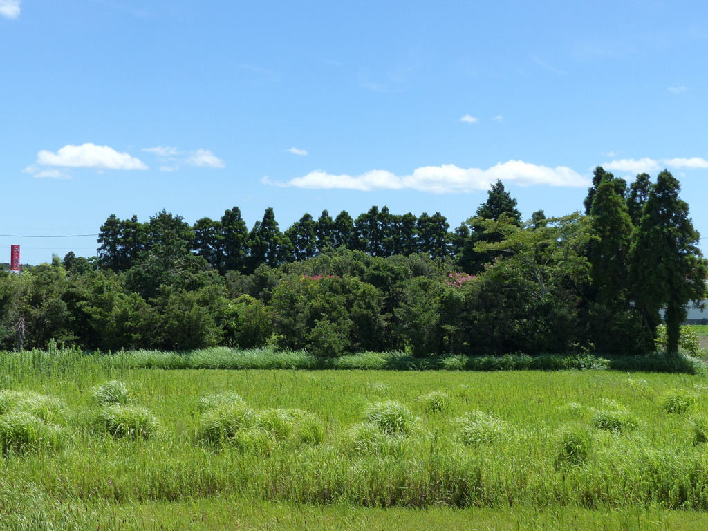 休耕田と林
