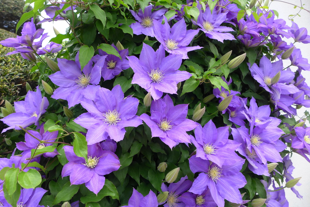 きれいな花達