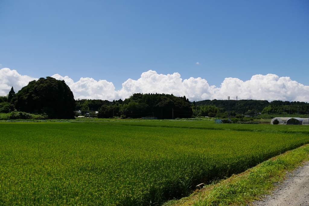 田園の夏雲