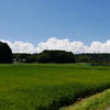 田園の夏雲