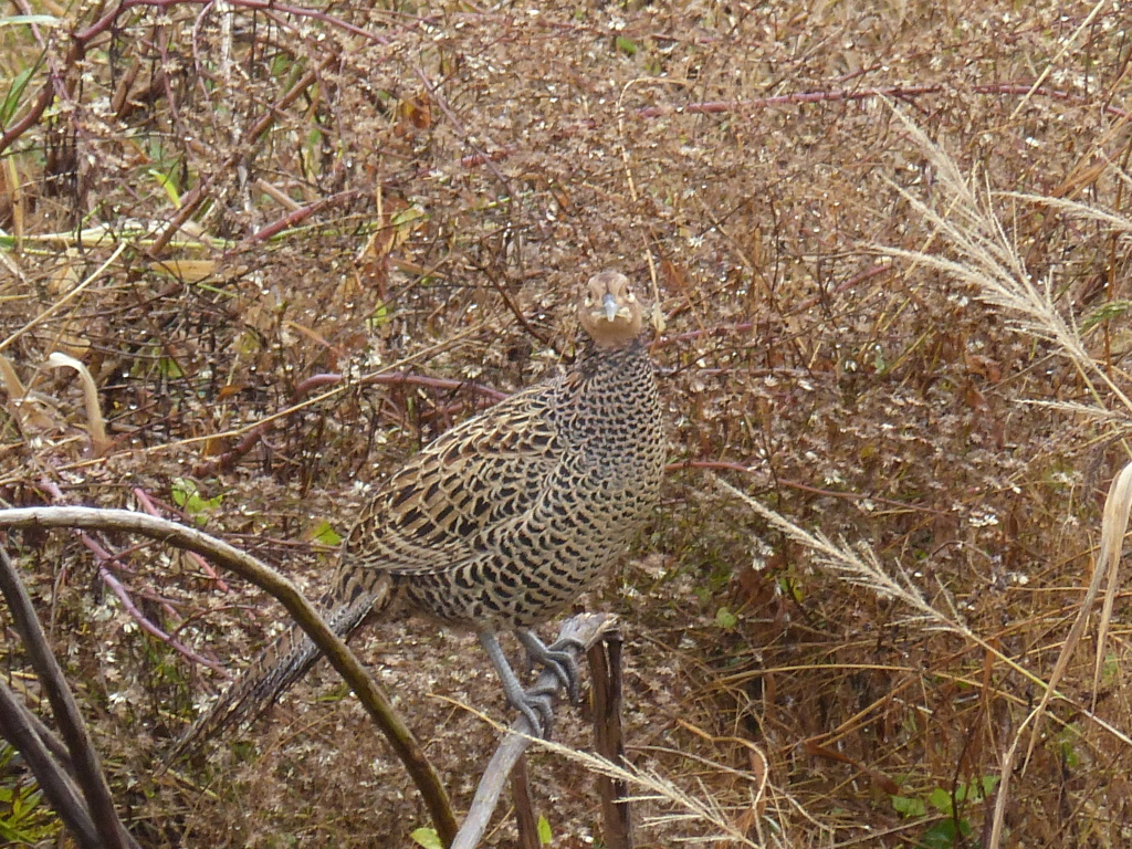 そばにいました