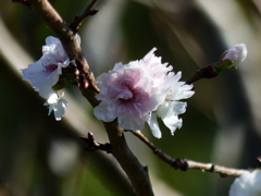 10月桜