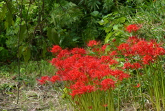 荒地も花畑