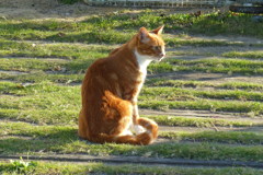 ご近所猫　トラちゃん