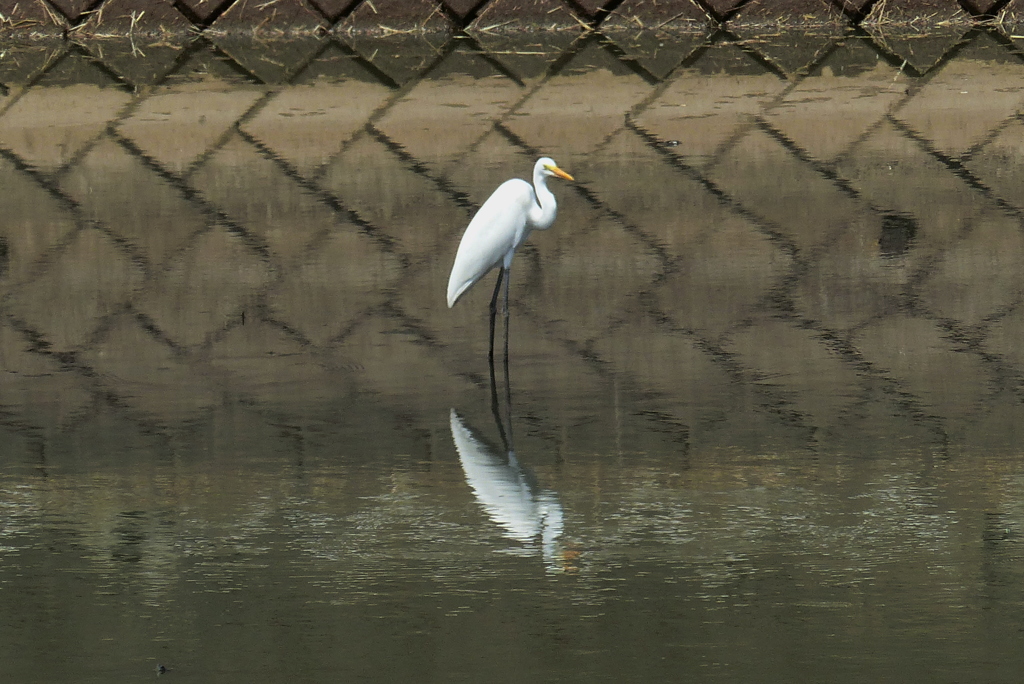 コロニーの池で