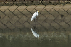 コロニーの池で