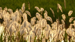 夕陽に映えるチガヤ