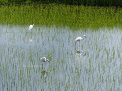 水田の風景