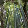 プチ竹林