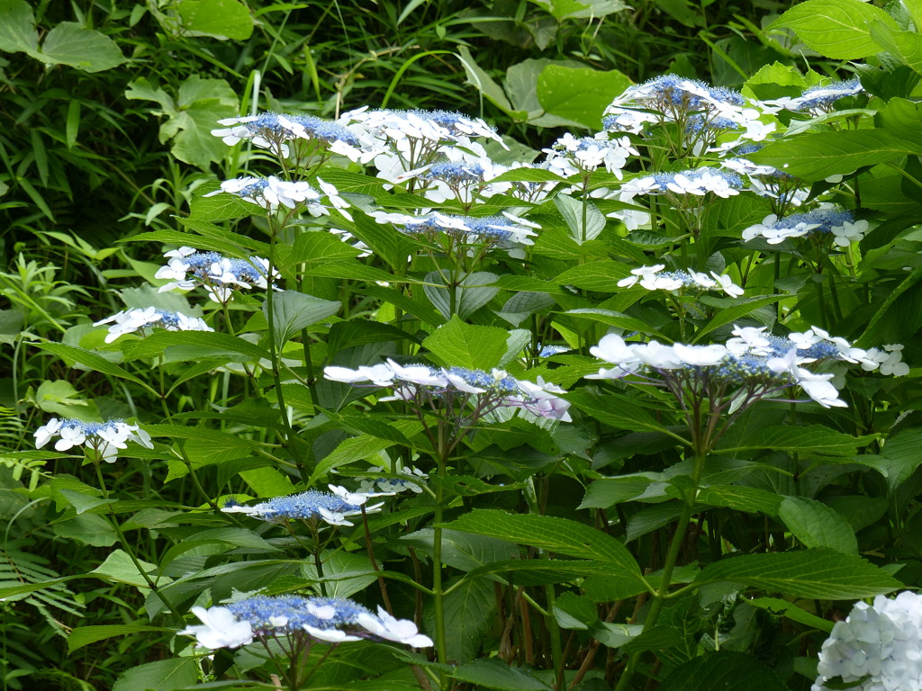 白い飾り花　1