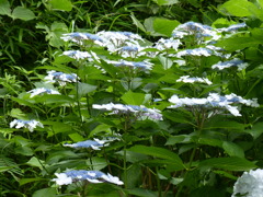 白い飾り花　1