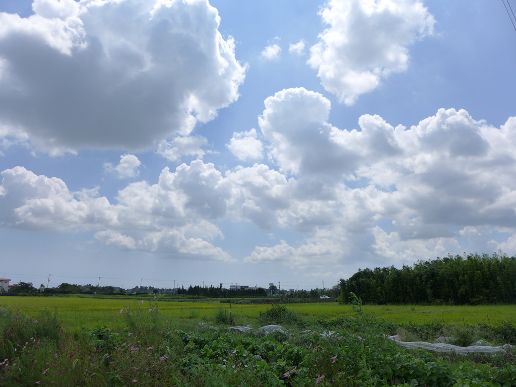 広々とした緑と白い雲