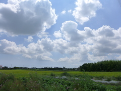 広々とした緑と白い雲