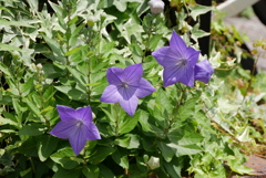 キキョウ三連花