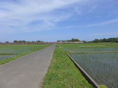 田んぼと電車①