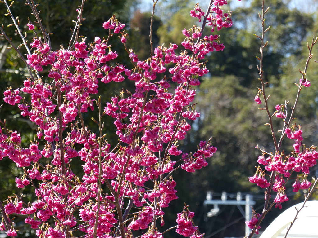 寒緋桜　1