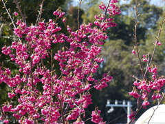 寒緋桜　1