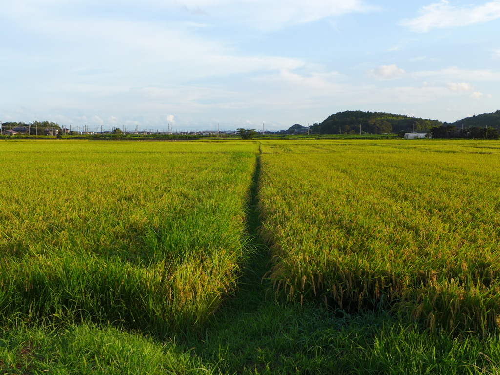 夕陽を受けて　3