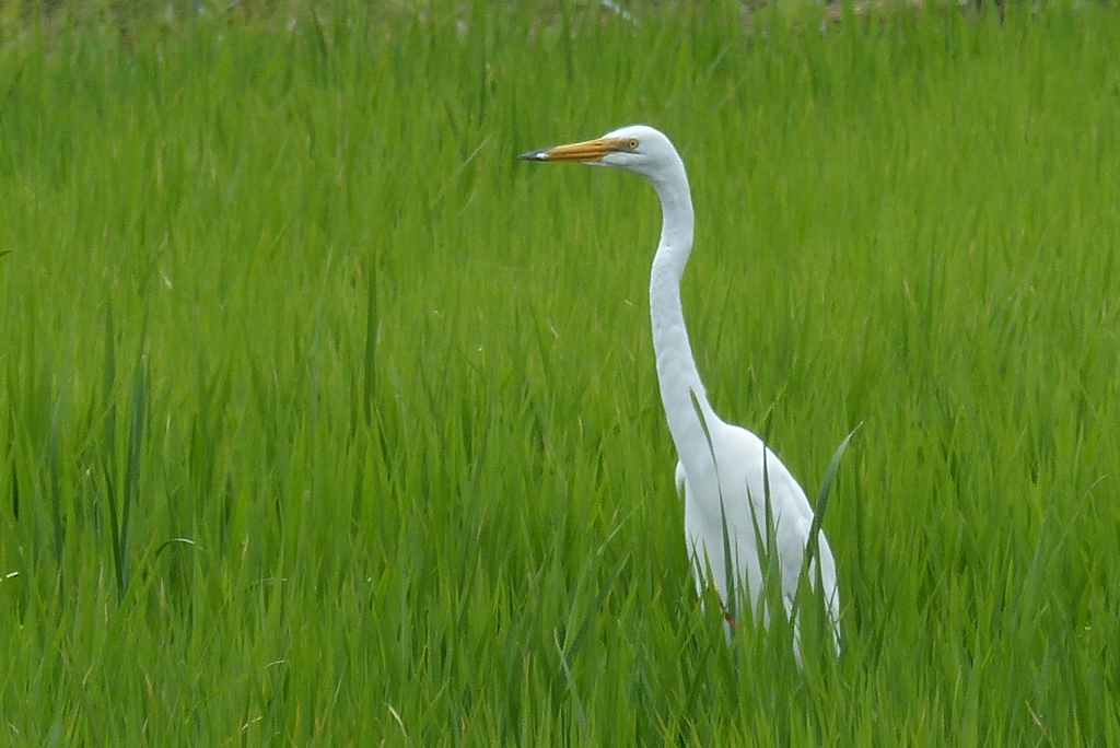 緑の中で美しい！