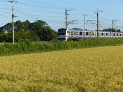 豊穣の田んぼと電車