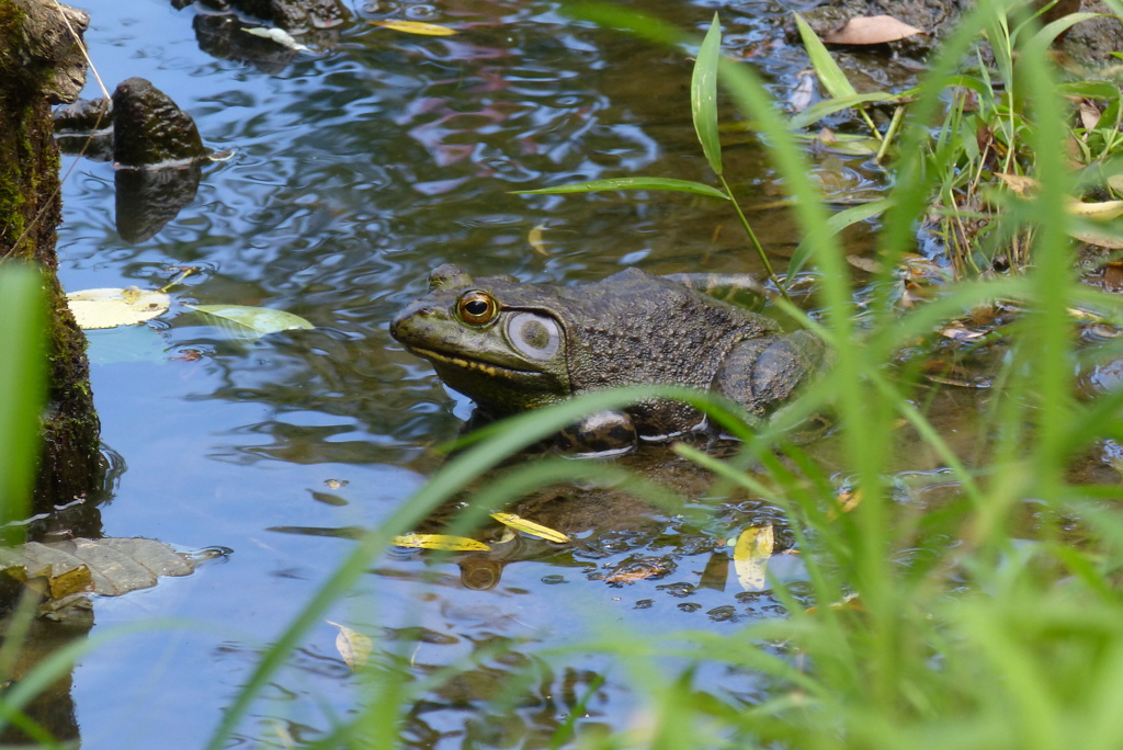 ウシガエル