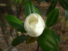 タイサンボクの花　③