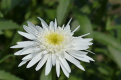 真っ白な菊
