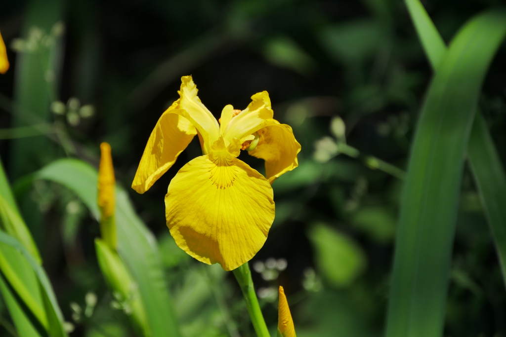 花菖蒲