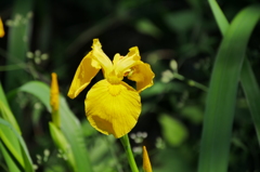 花菖蒲