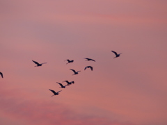 夕焼け空とシラサギ