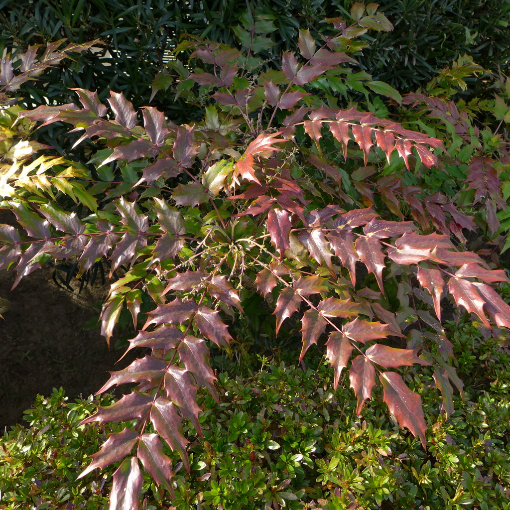 ヒイラギナンテン