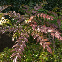 ヒイラギナンテン