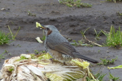 これおいしそう