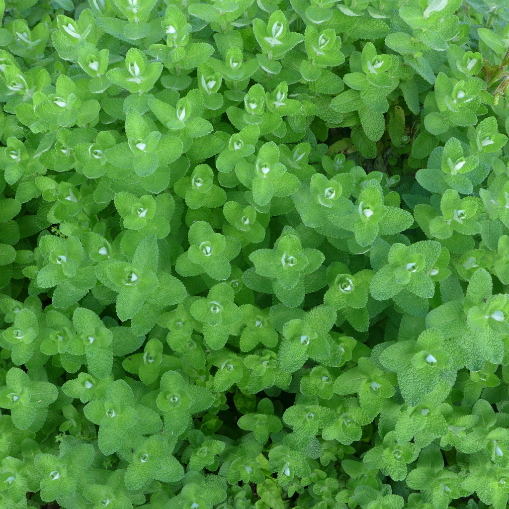 鮮やかでかわいいアップルミント①