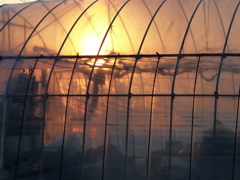 夕陽に染まる