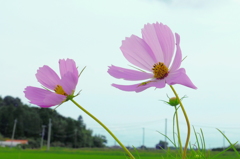 風に舞う