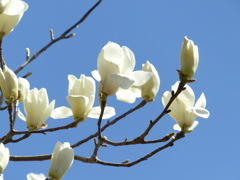 ハクモクレン　2