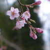 枝垂れ桜