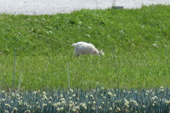 ネギ坊主とヤギ