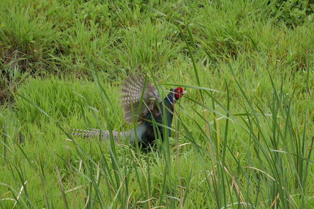 ここでもアピール