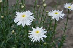 白菊