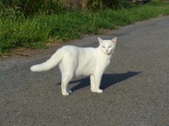 ご近所猫ちゃん