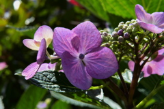 花の質感