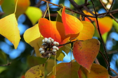 紅葉