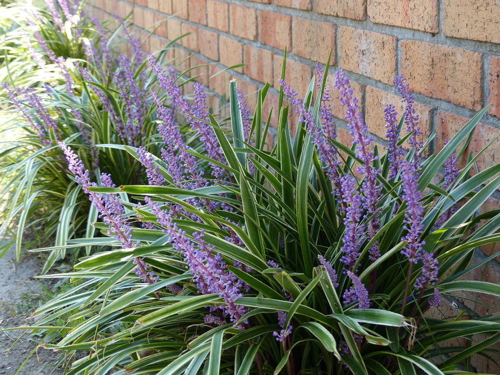 斑入りヤブラン