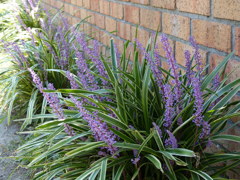 斑入りヤブラン