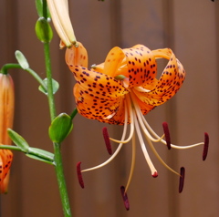 鬼百合