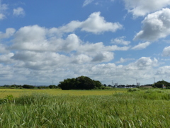 夏雲ラッシュ