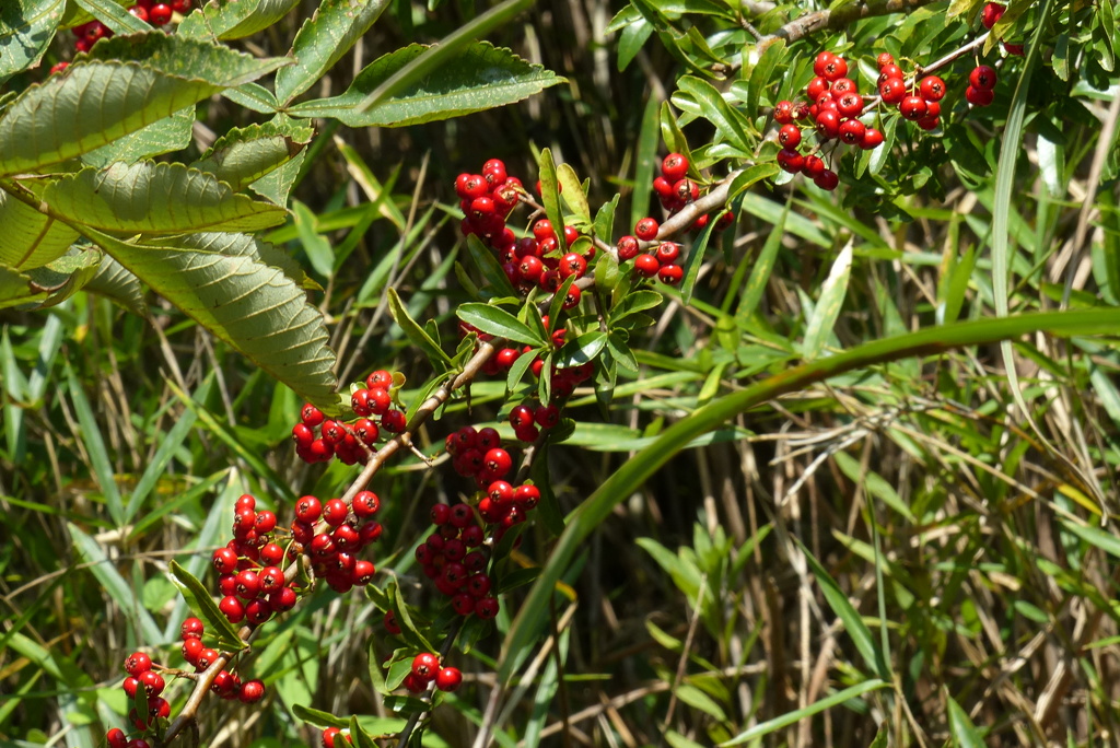 野生のピラカンサ