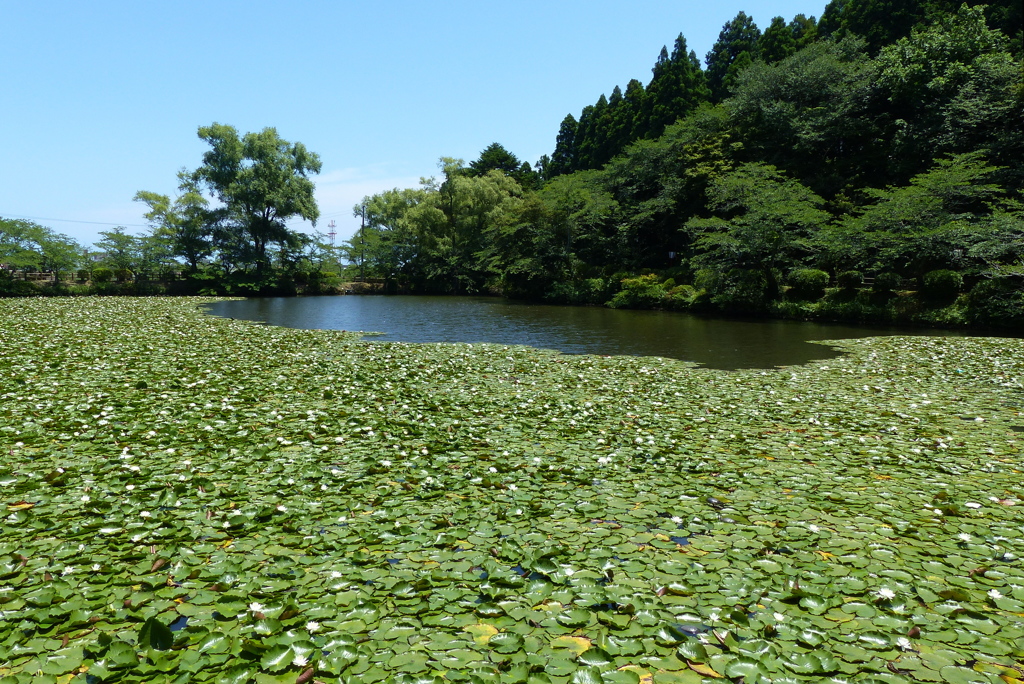 睡蓮の池